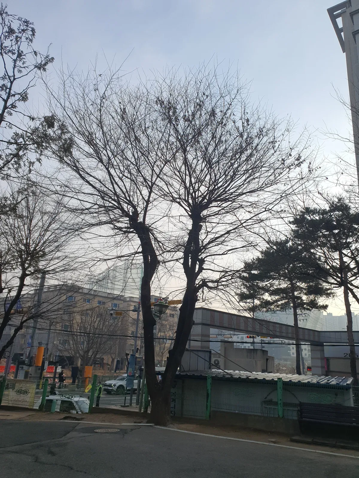 으뜸종합건설 가지치기 시공 전 현장 3
